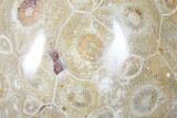 Polished Fossil Coral (Actinocyathus) - Morocco #85010-1